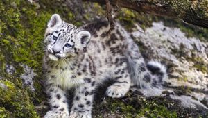 Превью обои барс, снежный барс, милый, хищник, животное