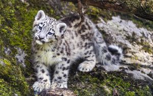 Превью обои барс, снежный барс, милый, хищник, животное