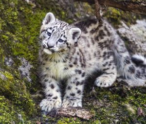 Превью обои барс, снежный барс, милый, хищник, животное