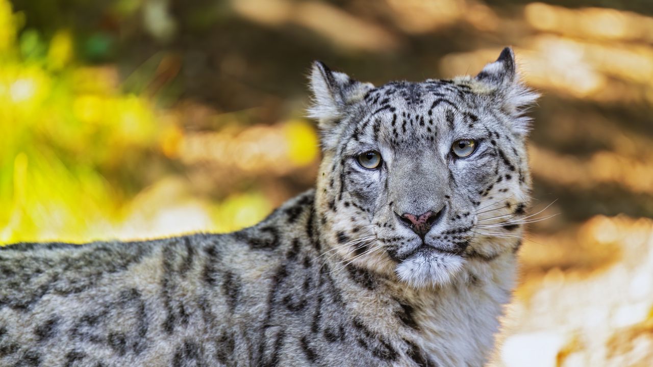 Обои барс, взгляд, пятна, хищник, животное