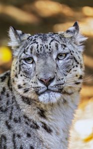 Превью обои барс, взгляд, пятна, хищник, животное