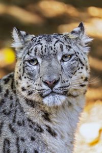 Превью обои барс, взгляд, пятна, хищник, животное