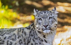 Превью обои барс, взгляд, пятна, хищник, животное