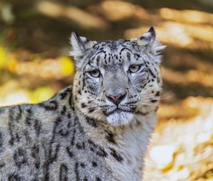 Превью обои барс, взгляд, пятна, хищник, животное