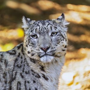 Превью обои барс, взгляд, пятна, хищник, животное