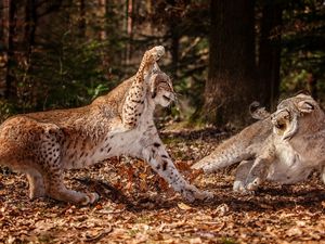 Превью обои барсы, агрессия, драка, листья, лес