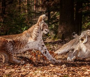 Превью обои барсы, агрессия, драка, листья, лес