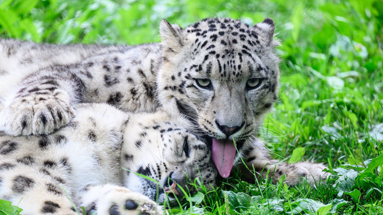 Обои барсы, хищники, животные, забавный