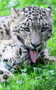 Превью обои барсы, хищники, животные, забавный