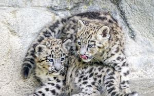 Превью обои барсы, животные, забавный, пятна, хищники