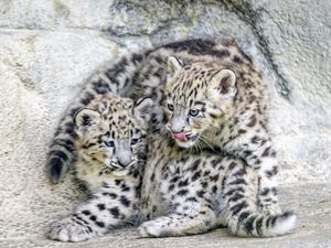 Превью обои барсы, животные, забавный, пятна, хищники