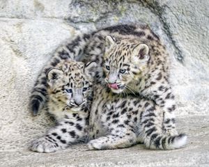 Превью обои барсы, животные, забавный, пятна, хищники