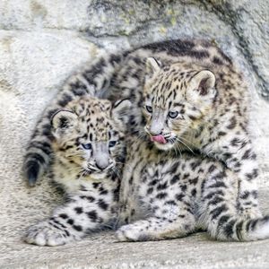 Превью обои барсы, животные, забавный, пятна, хищники