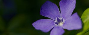 Превью обои барвинок малый, лепестки, цветок, растение, макро, природа