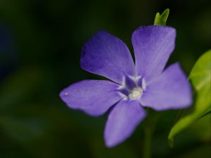 Превью обои барвинок малый, лепестки, цветок, растение, макро, природа