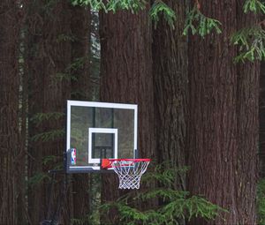 Превью обои баскетбольное кольцо, сетка, баскетбол, спорт, хвоя, деревья