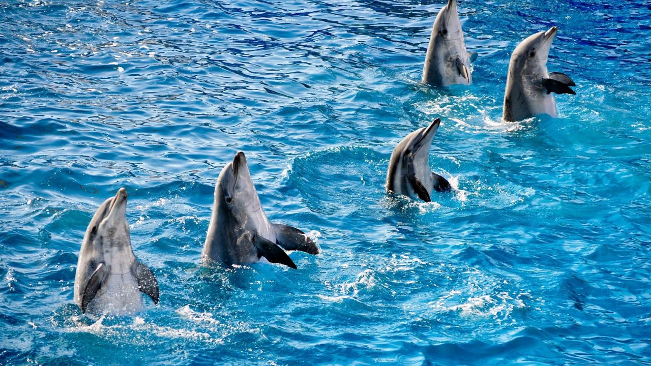 Обои бассейн, вода, рябь, дельфины, плавники, пятёрка