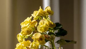 Превью обои бегония, лепестки, цветок, листья, ваза, стол