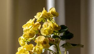 Превью обои бегония, лепестки, цветок, листья, ваза, стол