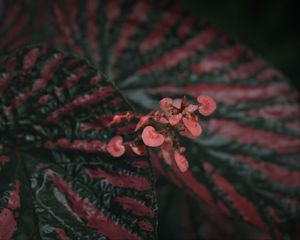Превью обои бегония, цветы, растение, макро