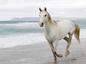 Превью обои белая лошадь, песок, море, бежать