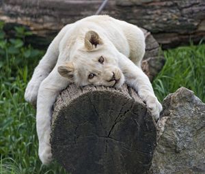 Превью обои белая львица, дерево, поза, большая кошка