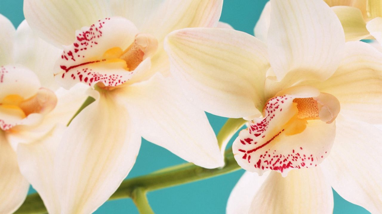 Обои белая орхидея, полосы, лепестки
