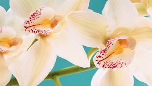 Превью обои белая орхидея, полосы, лепестки