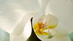Превью обои белая орхидея, цветок, лепестки