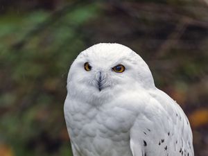 Превью обои белая сова, сова, птица, дикий, камень