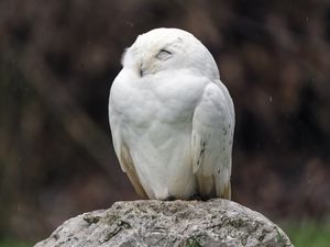 Превью обои белая сова, сова, птица, дикий