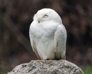 Превью обои белая сова, сова, птица, дикий