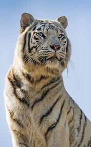 Превью обои белая тигрица, белый тигр, тигр, хищник, большая кошка