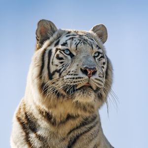 Превью обои белая тигрица, белый тигр, тигр, хищник, большая кошка