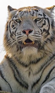 Превью обои белая тигрица, белый тигр, тигр, хищник, большая кошка, полосатый