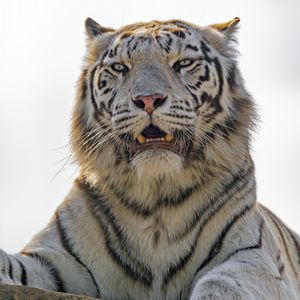 Превью обои белая тигрица, белый тигр, тигр, хищник, большая кошка, полосатый
