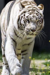 Превью обои белая тигрица, движение, хищник, большая кошка