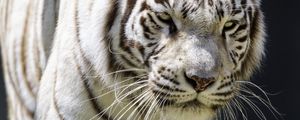 Превью обои белая тигрица, движение, хищник, большая кошка