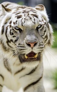 Превью обои белая тигрица, тигр, оскал, большая кошка, хищник