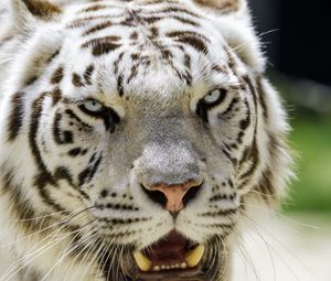 Превью обои белая тигрица, тигр, оскал, большая кошка, хищник
