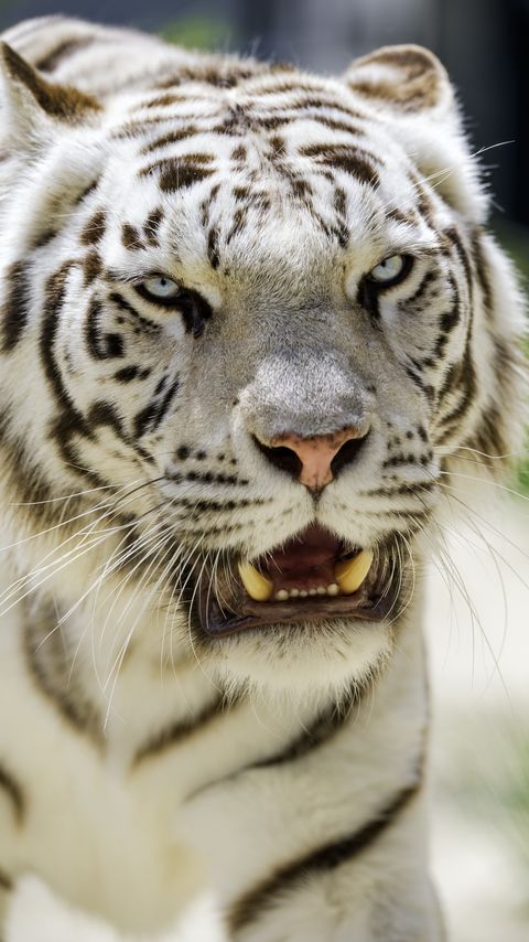 Обои: Белая тигрица