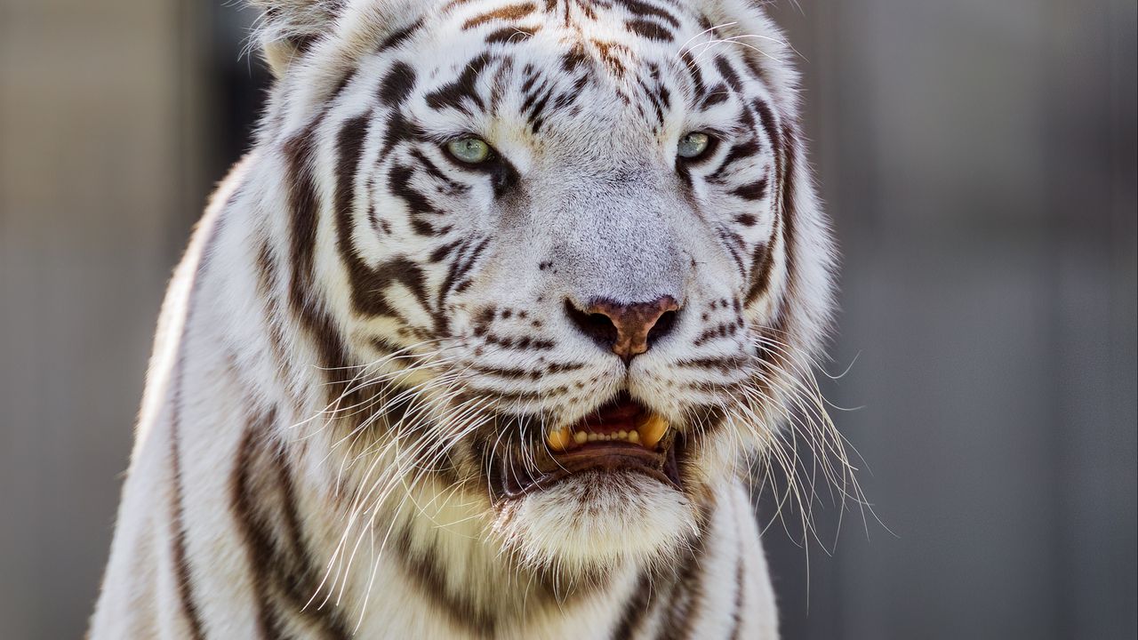 Обои белая тигрица, тигр, полосатый, большая кошка, хищник