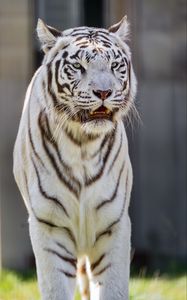 Превью обои белая тигрица, тигр, полосатый, большая кошка, хищник