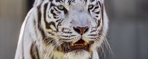 Превью обои белая тигрица, тигр, полосатый, большая кошка, хищник