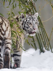 Превью обои белая тигрица, тигр, поза, большая кошка, хищник, снег