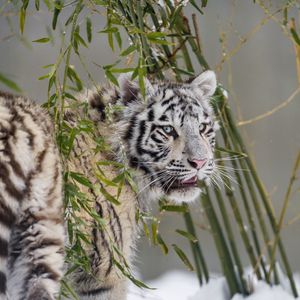 Превью обои белая тигрица, тигр, поза, большая кошка, хищник, снег