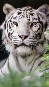 Превью обои белая тигрица, тигр, поза, большая кошка, хищник