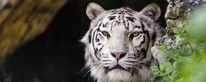 Превью обои белая тигрица, тигр, поза, большая кошка, хищник