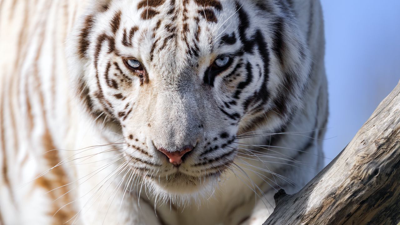 Обои белая тигрица, тигр, поза, большая кошка, хищник, бревно