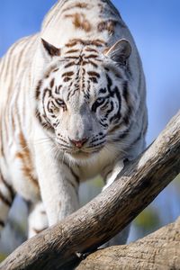 Превью обои белая тигрица, тигр, поза, большая кошка, хищник, бревно